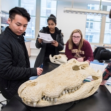 Students in class looking at a skull cast